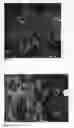 Fig. 04 - Hosta plant named 'One Last Dance'