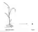 Fig. 01 - METHODS AND COMPOSITIONS FOR CULTIVATING PLANTS AND ARTIFICIAL PLANT SEEDS