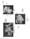 Fig. 07 - METHODS AND COMPOSITIONS FOR CULTIVATING PLANTS AND ARTIFICIAL PLANT SEEDS