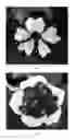 Fig. 04 - Petunia plants having a unique flower color pattern