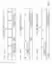 Fig. 04 - Humanized skeletal muscle