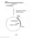 Fig. 04 - Enzyme preparations yielding a clean taste