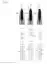 Fig. 09 - BRUSH FOR COSMETICS