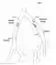 Fig. 01 - Creating a vascular tree model