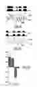 Fig. 08 - Detecting apparatus and associated imaging method