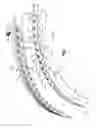 Fig. 02 - Bone plate fastening system
