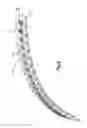 Fig. 03 - Bone plate fastening system