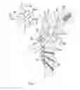 Fig. 08 - Device for fixation of bone fragments
