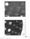 Fig. 12 - 3D printed trans-modular scaffolds for grafting applications in segmental bone defects