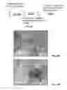 Fig. 20 - 3D printed trans-modular scaffolds for grafting applications in segmental bone defects