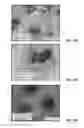 Fig. 22 - 3D printed trans-modular scaffolds for grafting applications in segmental bone defects