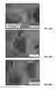 Fig. 23 - 3D printed trans-modular scaffolds for grafting applications in segmental bone defects