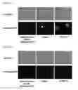 Fig. 02 - COSMETIC COMPOSITION HAVING HIGH DOSAGE FORM STABILITY