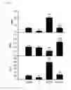 Fig. 08 - Compositions and methods for treating and preventing venom related poisoning