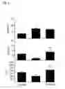 Fig. 09 - Compositions and methods for treating and preventing venom related poisoning