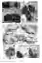 Fig. 23 - Antiviral methods and compositions comprising probiotic bacterial molecules