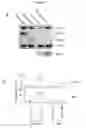 Fig. 08 - USES OF HYPOXIA-INDUCIBLE FACTOR INHIBITORS