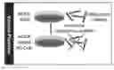 Fig. 01 - Methods of making and using live attenuated viruses