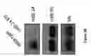 Fig. 05 - Methods of making and using live attenuated viruses
