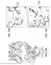 Fig. 16 - Multispecific antigen-binding proteins