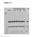 Fig. 12 - Anti-CD3 antibody formulations
