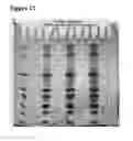 Fig. 13 - Anti-CD3 antibody formulations
