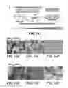 Fig. 21 - Compositions of nucleic acid-containing nanoparticles for in vivo delivery