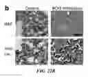 Fig. 31 - Compositions of nucleic acid-containing nanoparticles for in vivo delivery
