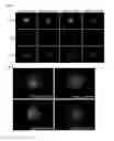 Fig. 06 - Nucleic acid products and methods of administration thereof