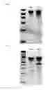 Fig. 14 - Nucleic acid products and methods of administration thereof