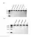 Fig. 17 - Nucleic acid products and methods of administration thereof
