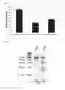 Fig. 29 - Nucleic acid products and methods of administration thereof