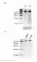 Fig. 30 - Nucleic acid products and methods of administration thereof