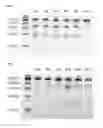 Fig. 32 - Nucleic acid products and methods of administration thereof
