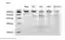 Fig. 33 - Nucleic acid products and methods of administration thereof