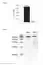 Fig. 40 - Nucleic acid products and methods of administration thereof