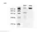 Fig. 41 - Nucleic acid products and methods of administration thereof