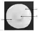Fig. 01 - Human nipple areolar complex extracellular matrix scaffold and methods relating thereto