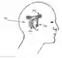 Fig. 01 - Earpiece assembly to interact with implantable neural stimulators