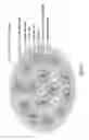 Fig. 13 - Light irradiation substrate