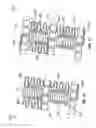 Fig. 09 - Pneumatic four way lumbar