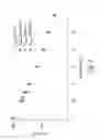 Fig. 09 - Ionic liquids comprising heteraromatic anions
