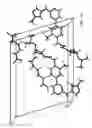 Fig. 16 - ADIPATE FORMS AND COMPOSITIONS OF BIARYL INHIBITORS OF BRUTON'S TYROSINE KINASE