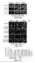 Fig. 07 - STAT3 dimerization inhibitors