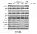 Fig. 09 - STAT3 dimerization inhibitors