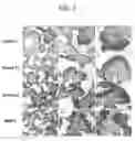 Fig. 06 - Peptide