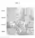 Fig. 08 - Peptide