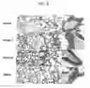 Fig. 09 - Peptide