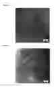 Fig. 04 - Heparin-binding cationic peptide self-assembling peptide amphiphiles useful against drug-resistant bacteria