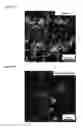 Fig. 26 - Heparin-binding cationic peptide self-assembling peptide amphiphiles useful against drug-resistant bacteria